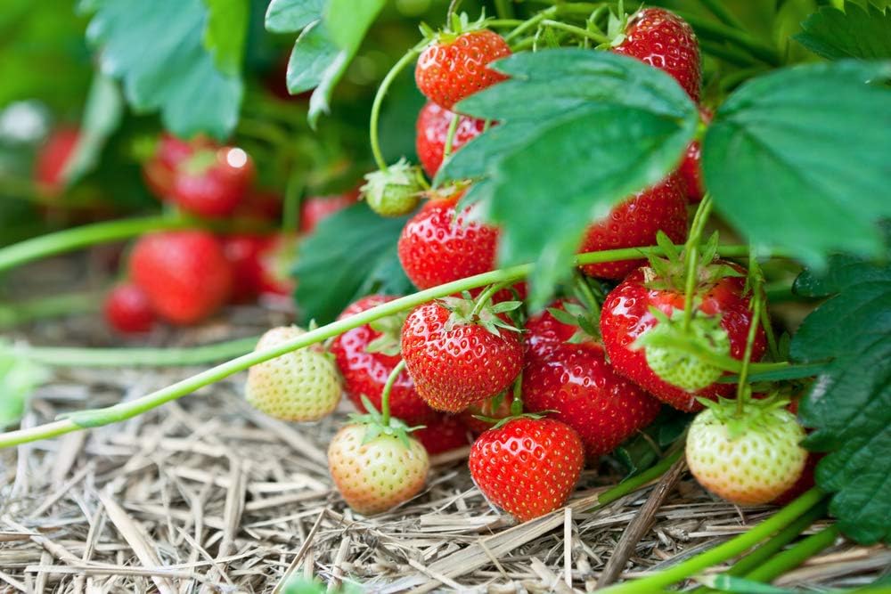 Japanese Hokowase Strawberry Fruit Seeds for Planting - Sweet, Early-Season Harvests, Heoirloom Seeds