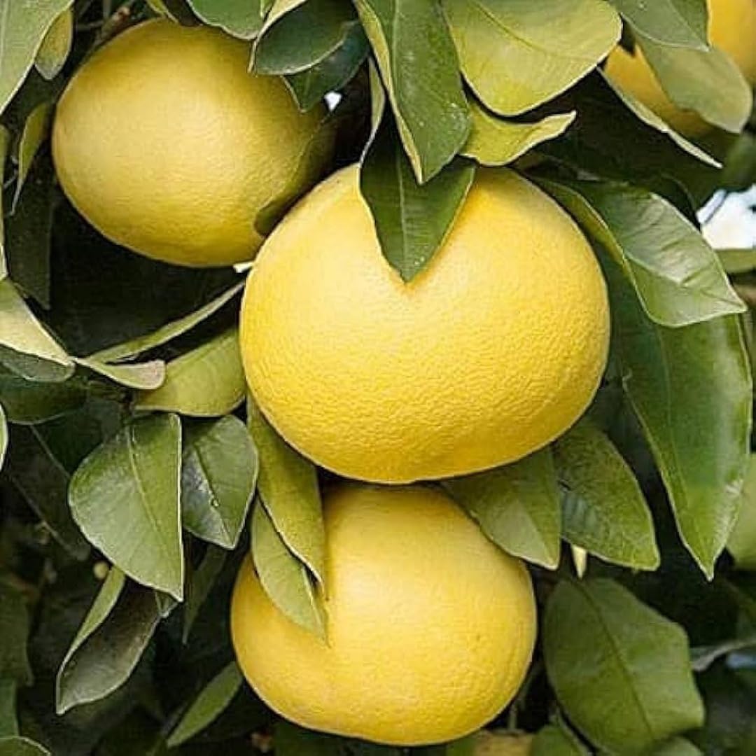 DAFFOODILS Pomelo Fruit Seeds for Planting - Grow Large and Tangy Citrus Fruits in Your Yard, Heirloom Seeds