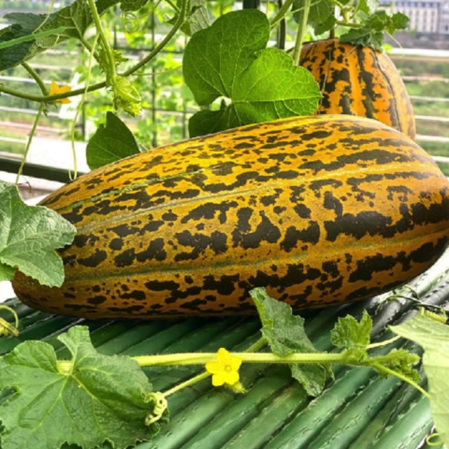 Bateekh Samara Melon Fruit Seeds for Sweet and Refreshing Melon Varieties
