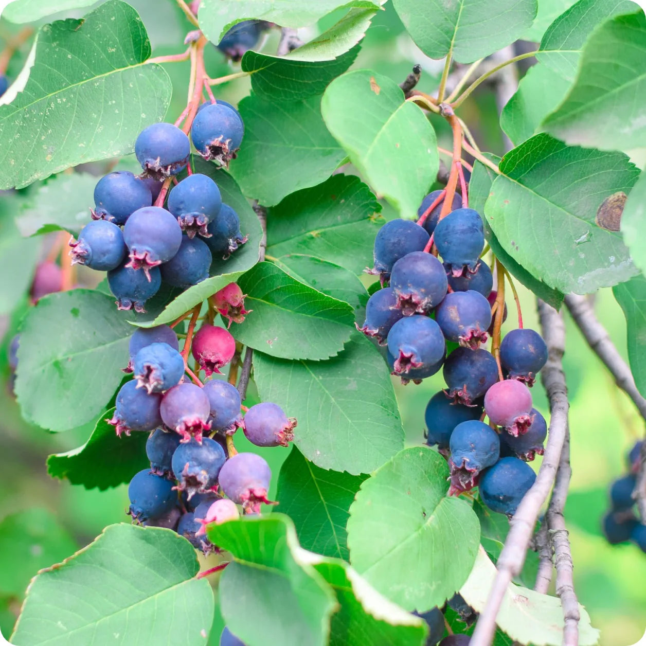 Juneberry Fruit Seeds for Growing Sweet and Nutritious Berries