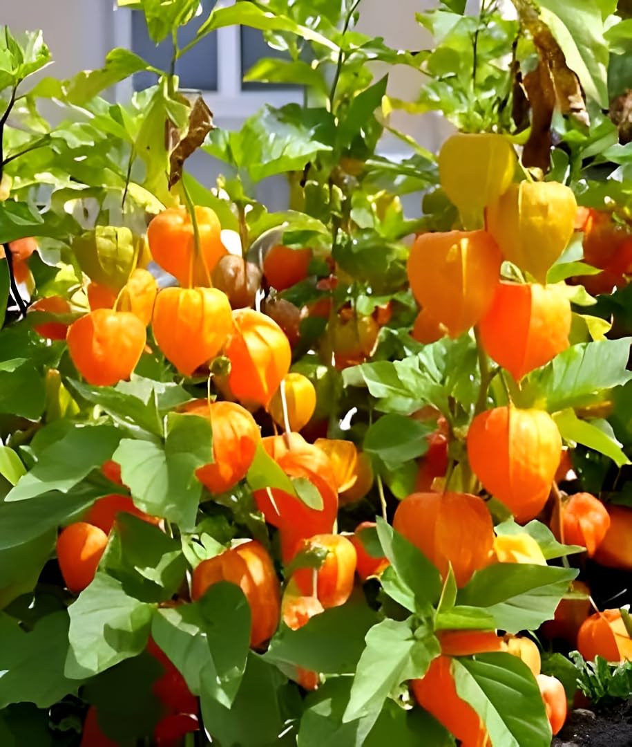 Physalis Fruit Seeds for Growing Tangy and Nutrient-Rich Berries