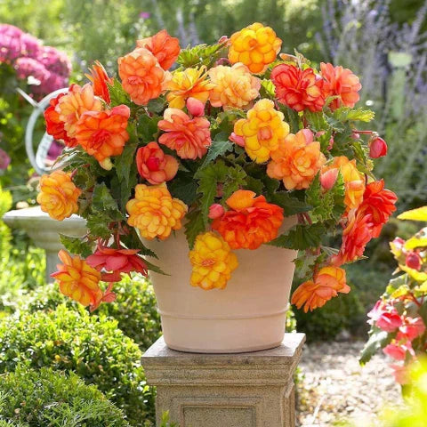 Saffron Sparkle Begonia Seeds or Seeds Flower Flower Seeds – Heirloom, Non-GMO, High Germination Organic Garden Seeds