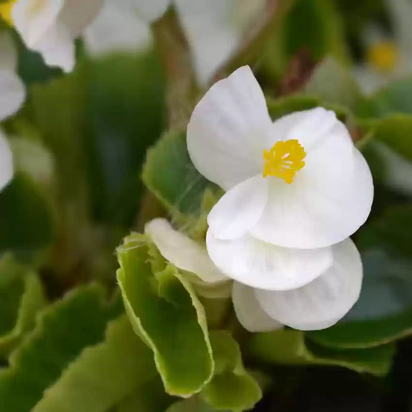 White Begonia Flower Seeds – Heirloom, Non-GMO Seeds for Planting Elegant Garden Blooms seeds for planting in home garden