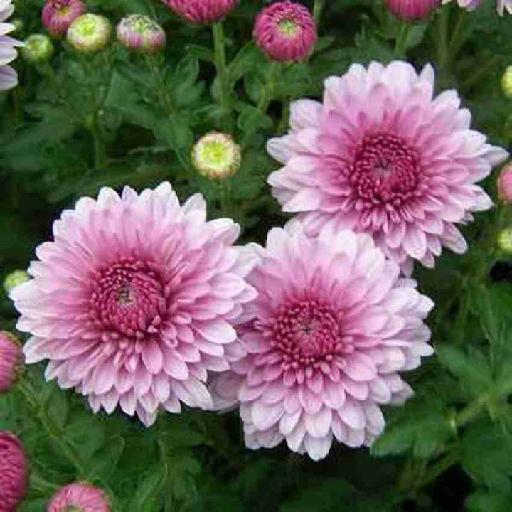 Safflower Flower Seeds – Heirloom, Non-GMO Flower Seeds for Planting