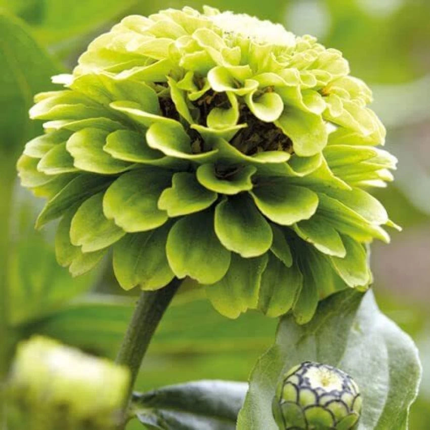 Envy Zinnia Flower Seeds for Planting – Vibrant Heirloom, Non-GMO Seeds for Your Garden - Zinnia for planting in home garden