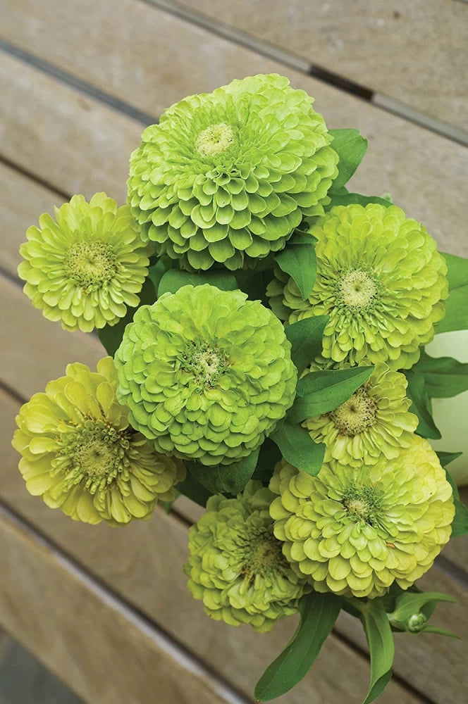 Zinnia Seeds - Tequila Lime