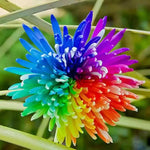 Rainbow Chrysanthemum Flower Seeds for Planting - NON GMO Seeds Dhara Seeds