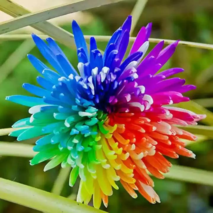 Rainbow Chrysanthemum Flower Seeds for Planting - NON GMO Seeds Dhara Seeds