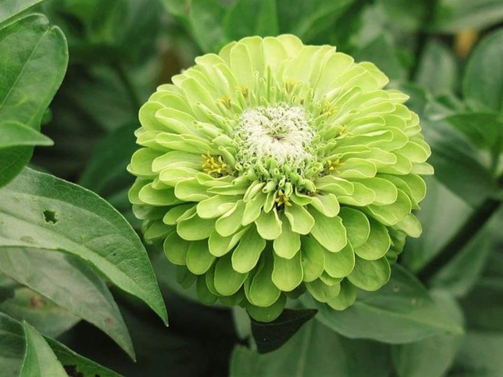 Envy Zinnia Flower Seeds for Planting – Vibrant Heirloom, Non-GMO Seeds for Your Garden