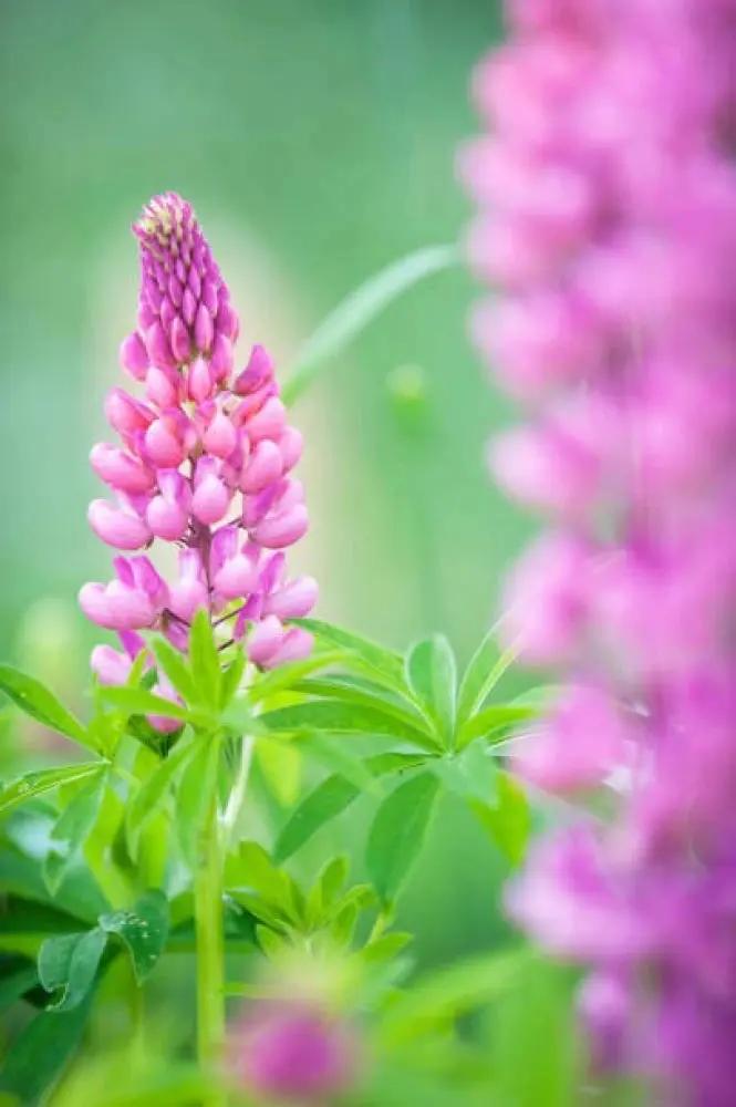 Pink Lupine Flower Seeds for Planting, NON GMO Seeds Dhara Seeds