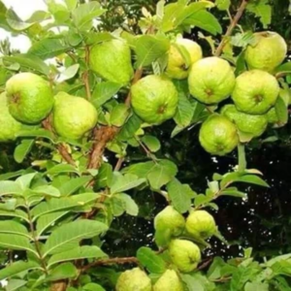 Red Rhombifolia Fruit Seeds for Planting - Beautiful Ground Cover Plants, Heirloom Seeds for Home Garden