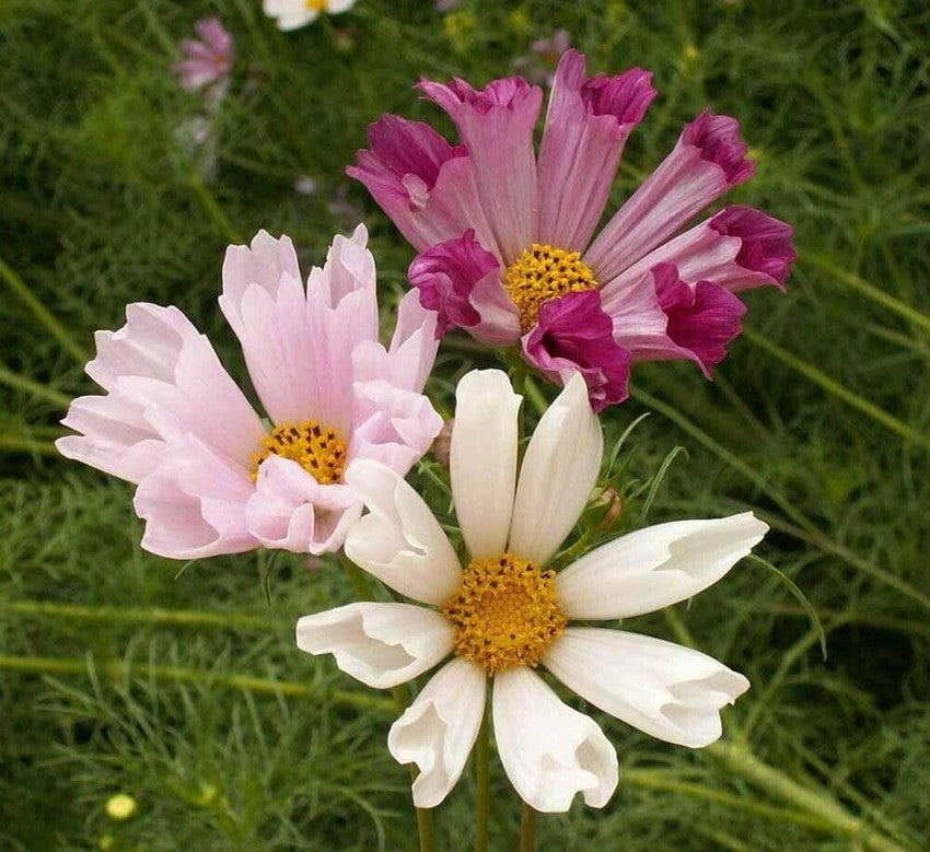 Cosmos Cosmos bipinnatus Seashells flower seeds for planting in home garden or backyard borders
