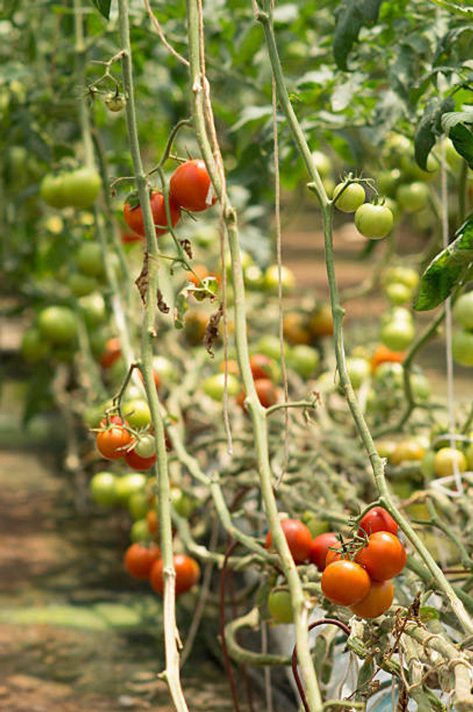 Tomato Zar Petr Solanum lycopersicum vegetable seeds for planting in kitchen garden