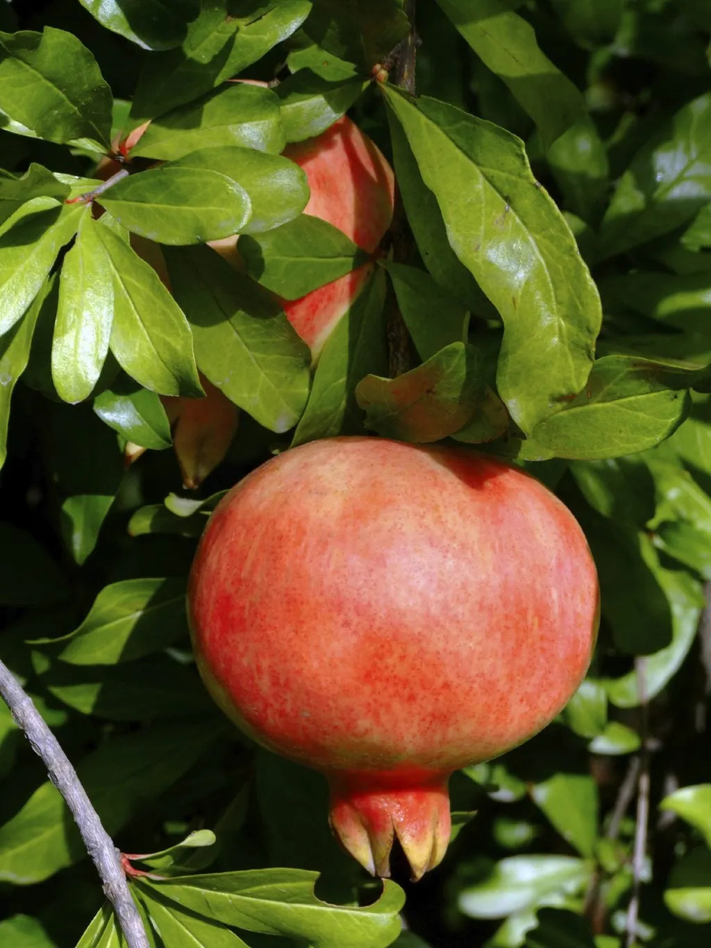 Burgundy Pomegranate Fruit Seeds - Super Juicy, Soft Seeds & Vibrant Color