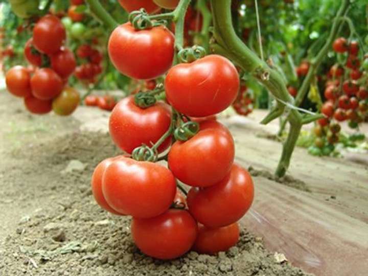 Tomato Zar Petr Solanum lycopersicum vegetable seeds for planting in kitchen garden