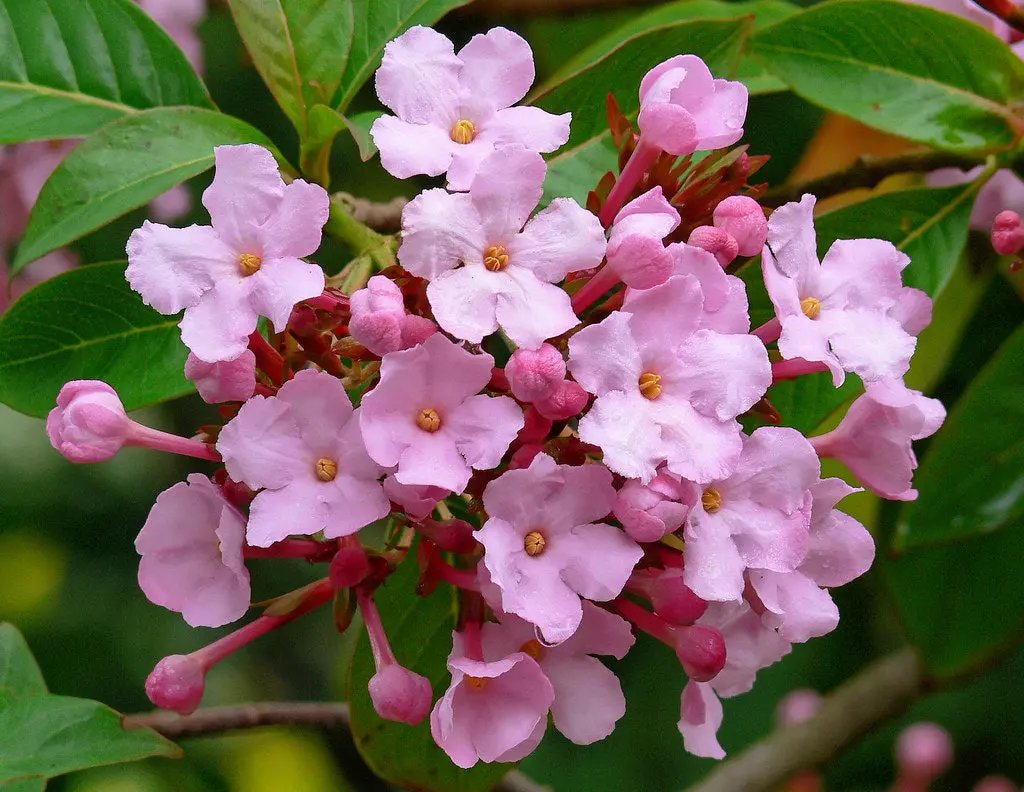 Luculia Gratissima Flower Seeds – Fragrant Pink Blooms for Garden & Balcony Planting for planting in home garden