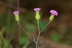 Emilia Sonchifolia Seeds Tassel Flower Seeds for Planting in Garden Borders and Containers