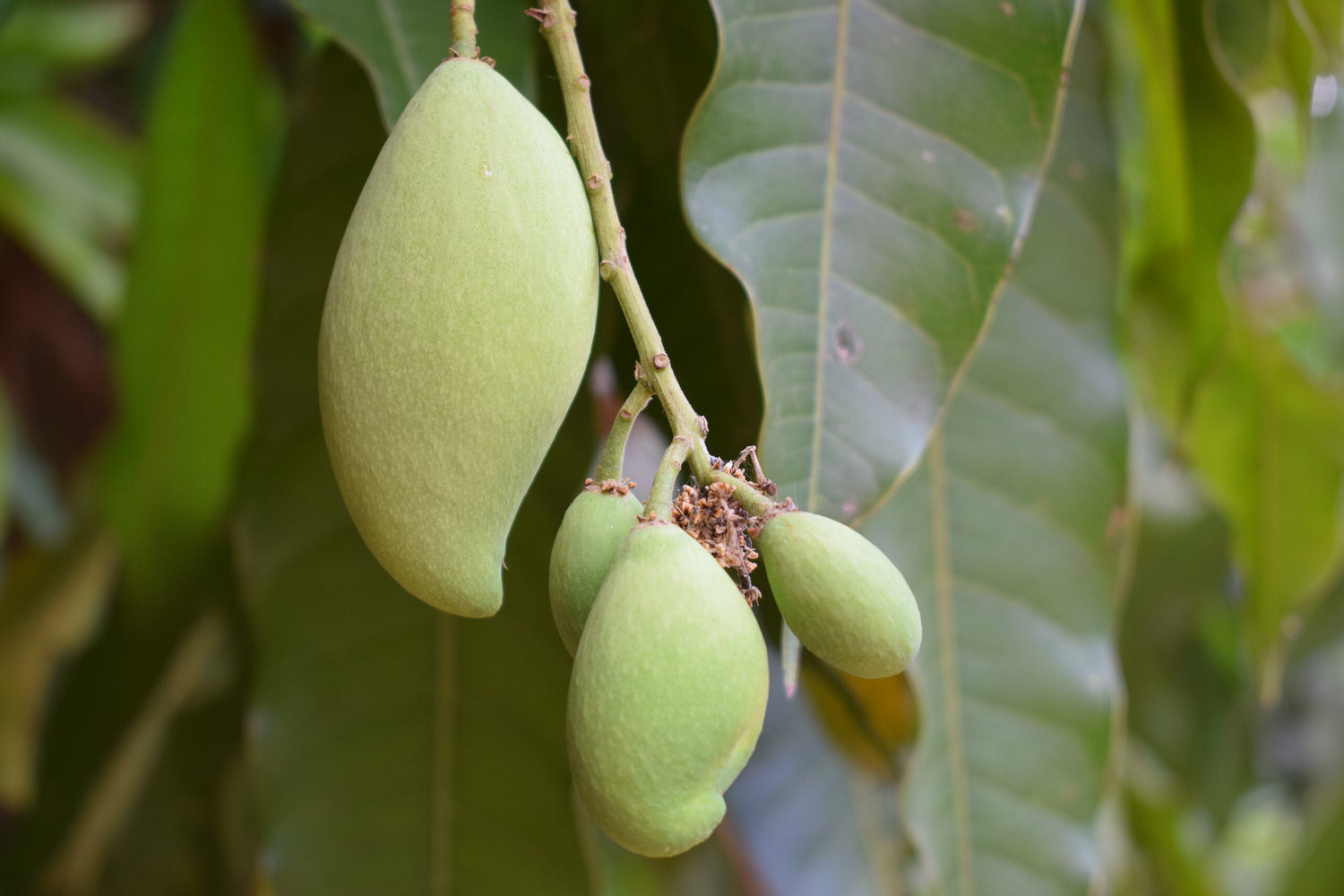 Young Mango Tree (Mangifera indica / Common Name: Mango)