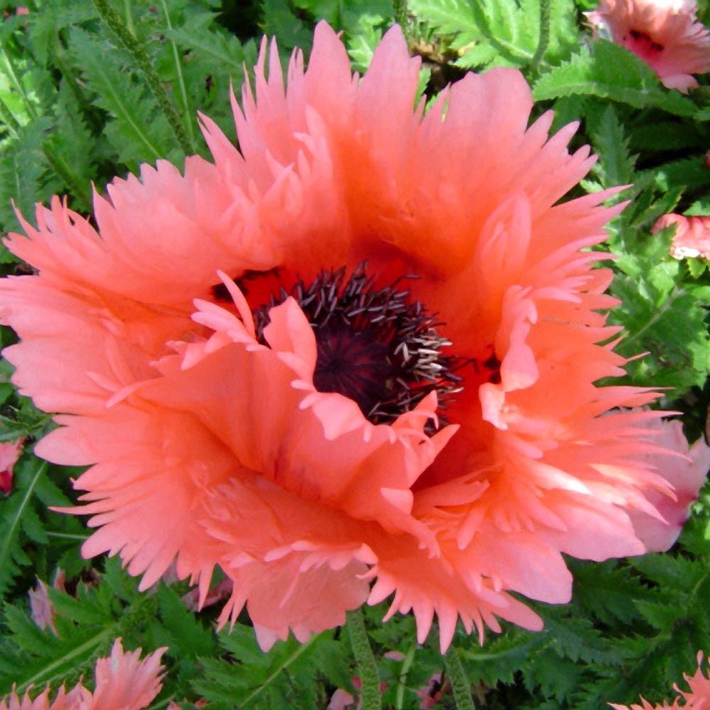 Papaver orientale Roots - Forncett Summer