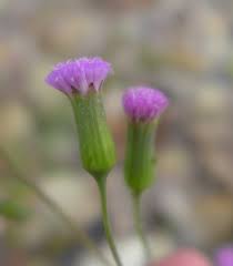 Emilia Sonchifolia Seeds Tassel Flower Seeds for Planting in Garden Borders and Containers