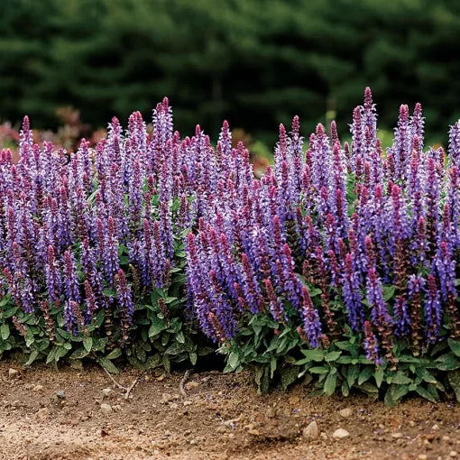 Sky Blue Sage Seeds Sensation Long-Blooming Sky Sage High Germination Garden Seeds heirloom non-gmo seeds