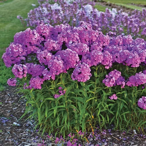 Fashionably Early Flamingo Phlox Seeds Early Bloom Soft Pink Phlox High Germination Garden Seeds Phlox sp. heirloom non-gmo seeds