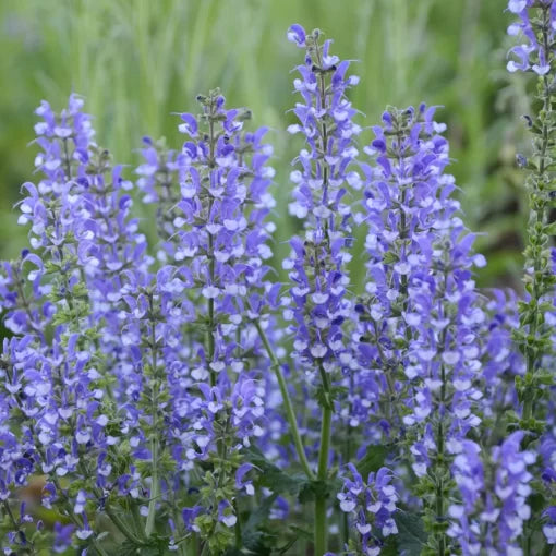 Azure Snow Salvia Seeds Bicolor Blue-White Perennial Sage High Germination Garden Seeds heirloom non-gmo seeds