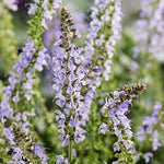 Crystal Blue Salvia Seeds Intense Sky-Blue Salvia Spikes for Pollinators High Germination Garden Seeds heirloom non-gmo seeds