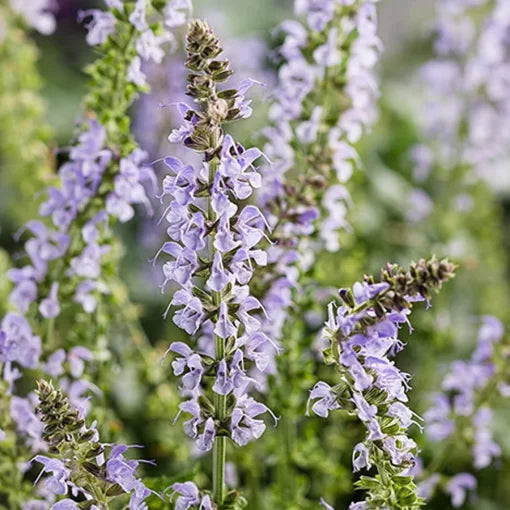 Crystal Blue Salvia Seeds Intense Sky-Blue Salvia Spikes for Pollinators High Germination Garden Seeds heirloom non-gmo seeds