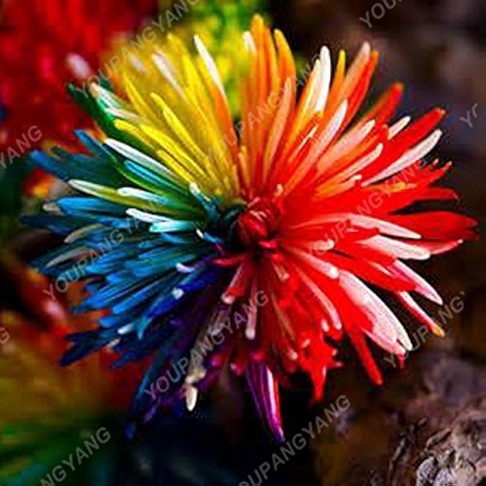 Chrysanthemum Rainbow Mixed Colors Rare Flower Seeds