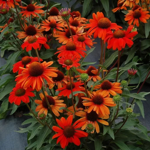 Intense Orange Echinacea Seeds Vibrant Coneflower for Pollinators High Germination Garden Seeds heirloom non-gmo seeds