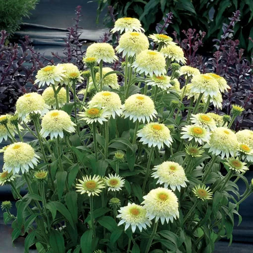 Vanilla Echinacea Seeds Soft Cream Coneflower for Pollinators High Germination Garden Seeds heirloom non-gmo seeds