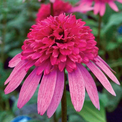 Flamingo Echinacea Seeds Supreme Style Pink Coneflower High Germination Garden Seeds heirloom non-gmo seeds