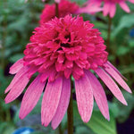 Flamingo Echinacea Seeds Supreme Style Pink Coneflower High Germination Garden Seeds heirloom non-gmo seeds