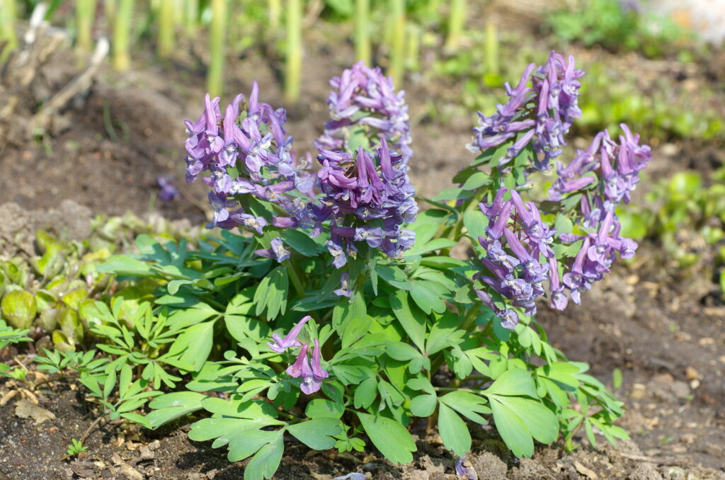 Corydalis Solida Seeds Spring Blooming Tuberous Flower Seeds for Planting in Shaded Garden Beds