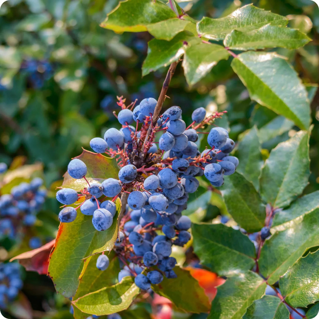 Juneberry Fruit Seeds for Growing Sweet and Nutritious Berries