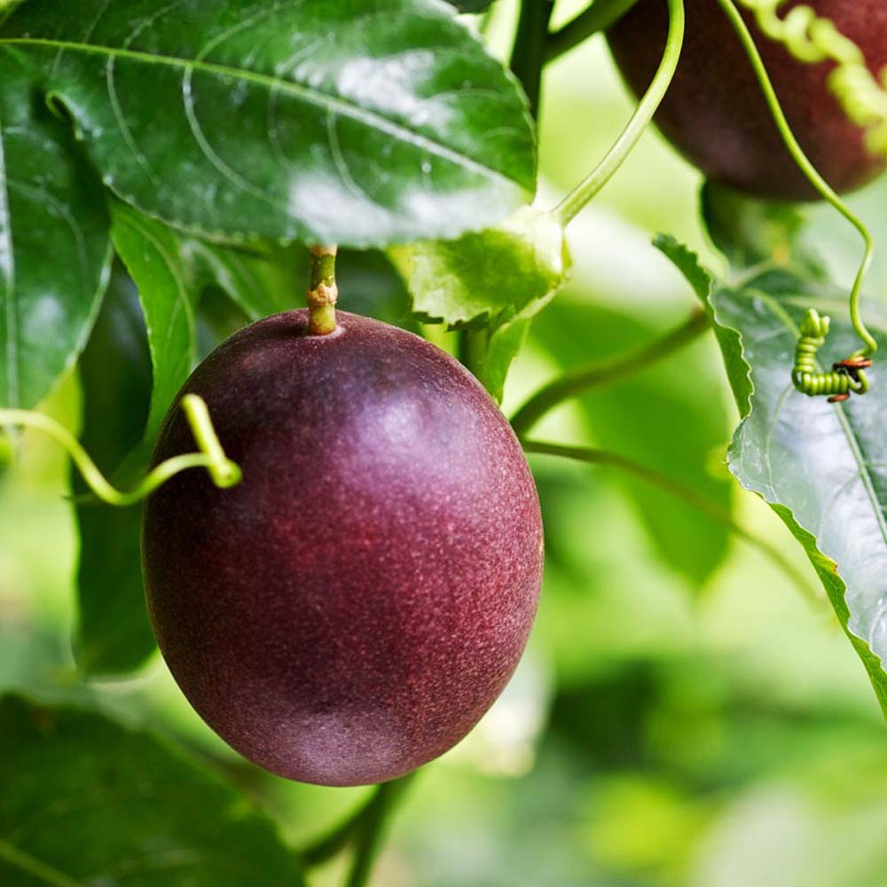 Passion Fruit Seeds for Tropical, Exotic Vines and Fruits