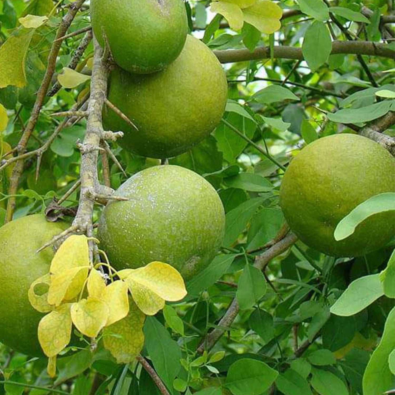 Aegle Marmelos Fruit Seeds - A Unique and Aromatic Fruit for Your Garden