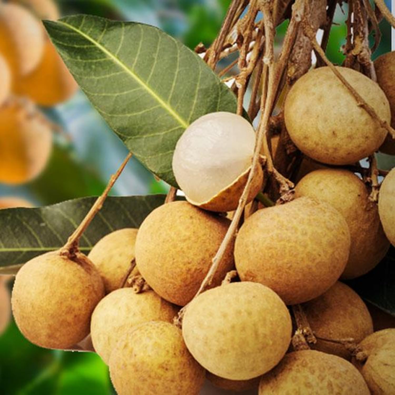 Golden Yellow Longan Fruit Seeds - A Rare Tropical Gem to Enhance Your Garden