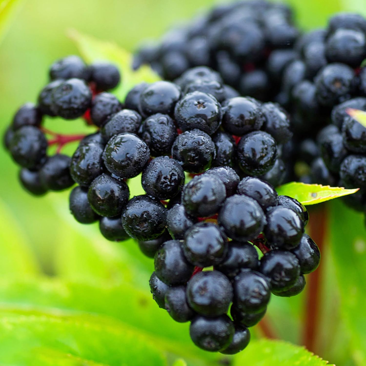 Elderberry Fruit Seeds, Plant for Healthy and Nutritious Berries