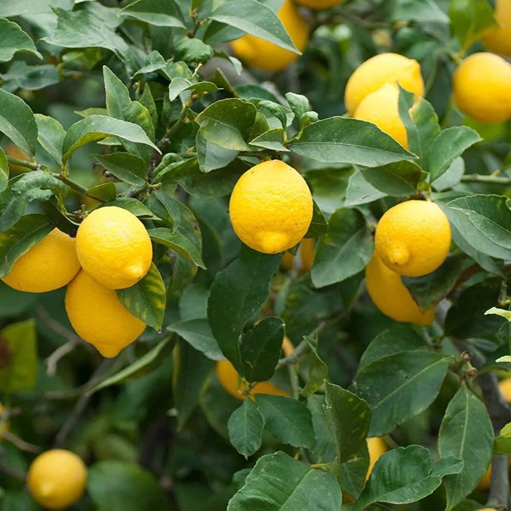 Meyer Lemon Plant Seeds for Planting - Growing Zesty and Refreshing Lemons at Beautiful Home Garden