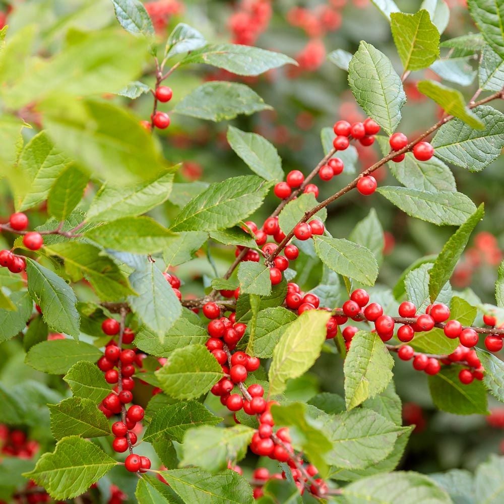Ilex Verticillata Seeds - Grow Decorative and Festive Winterberry Plants