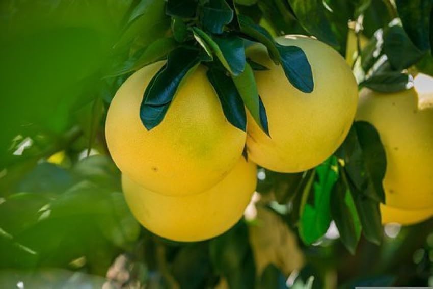 DAFFOODILS Pomelo Fruit Seeds for Planting - Grow Large and Tangy Citrus Fruits in Your Yard, Heirloom Seeds