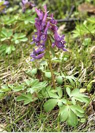 Corydalis Solida Seeds Spring Blooming Tuberous Flower Seeds for Planting in Shaded Garden Beds