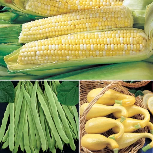 Three Sisters Companion Planting Seed Collection High Germination Garden Seeds heirloom non-gmo seeds