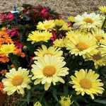 Real Sunbeam Shasta Daisy Seeds Bold Yellow Leucanthemum Variety High Germination Garden Seeds Bellis perennis heirloom non-gmo seeds