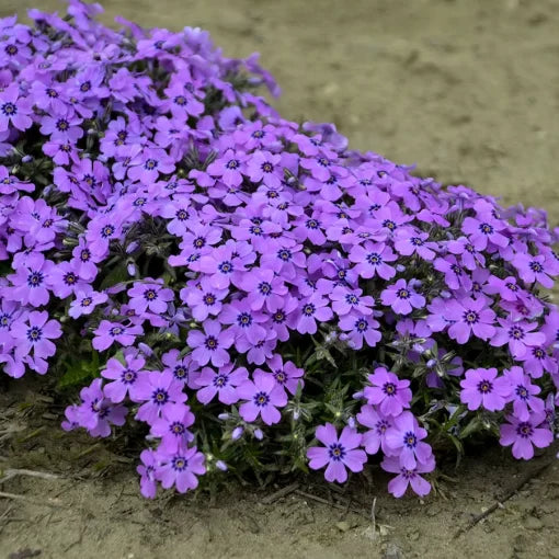 Eye Shadow Phlox Seeds Soft Lavender-Purple Phlox Blooms High Germination Garden Seeds Phlox sp. heirloom non-gmo seeds