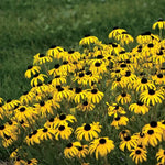 American Gold Rush Rudbeckia Seeds Disease-Resistant Golden Black-Eyed Susan High Germination Garden Seeds heirloom non-gmo seeds