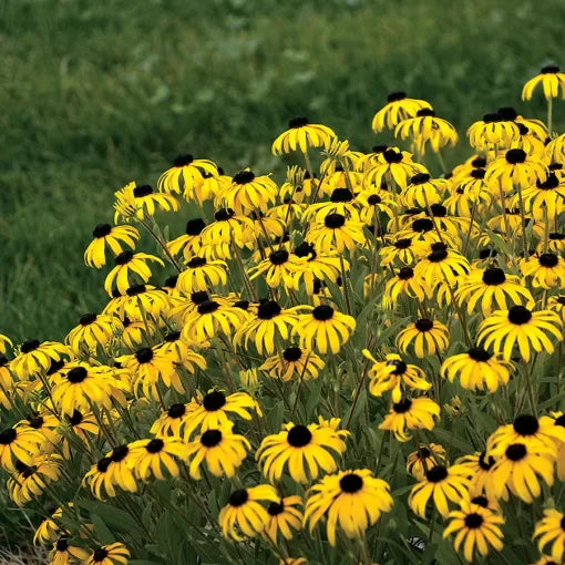 American Gold Rush Rudbeckia Seeds Disease-Resistant Golden Black-Eyed Susan High Germination Garden Seeds heirloom non-gmo seeds