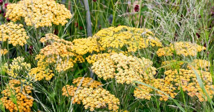 Achillea Flower Seeds for Planting – Drought-Tolerant Medicinal and Ornamental Blooms